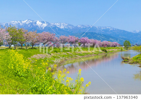 福井縣小野市：白雪皚皚的山峰與河岸上盛開的桃花和油菜花交相輝映，構成了一幅美麗的景象。 137963340