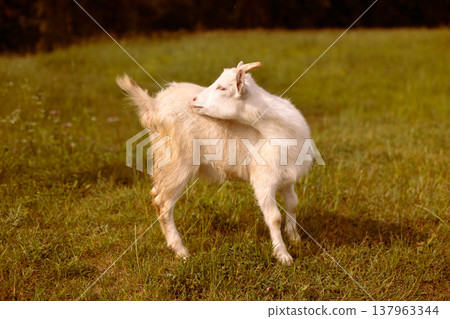 A white goat in a village in a field looking at her tail. A white goat in a village in a field looking at her tail. 137963344