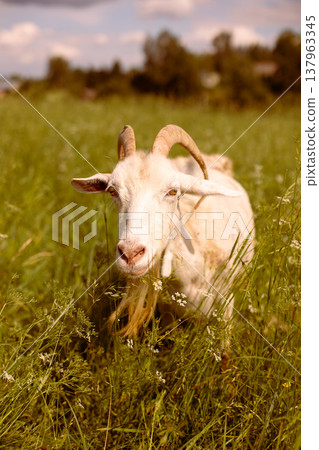 A white goat in a village in a field looking at the camera. A white goat in a village in a field looking at the camera. 137963345