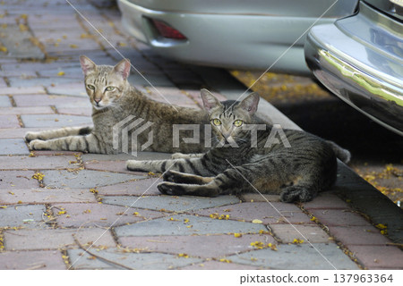 Cats in Lumpini Park, Bangkok, Thailand Cats in Lumpini Park, Bangkok, Thailand 137963364