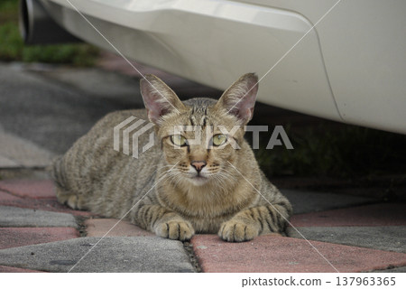 Cats in Lumpini Park, Bangkok, Thailand Cats in Lumpini Park, Bangkok, Thailand 137963365