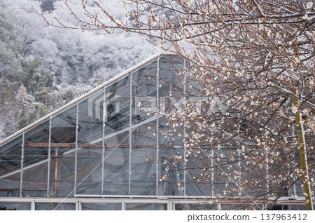 Snowscape in Tsurumaki: A winter rural landscape with plum trees. Snowscape in Tsurumaki: A winter rural landscape with plum trees. 137963412