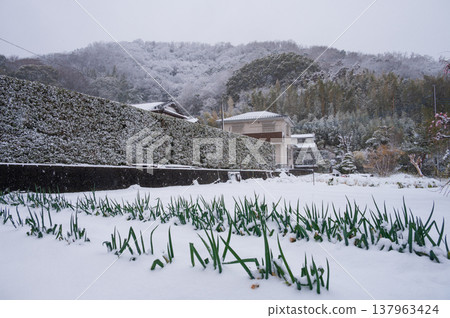 Snow-covered Mt. Azuma, Tsurumaki, Hadano City 137963424