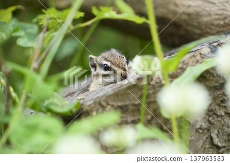 花栗鼠從樹叢間探出頭來：大自然中的小動物 137963583