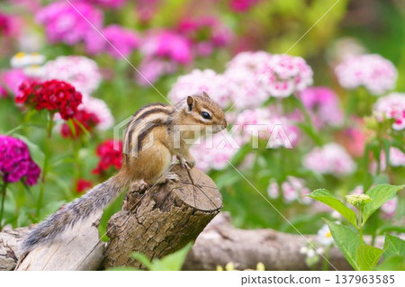一隻花栗鼠躺在樹樁上,周圍鮮花環繞著——大自然中可愛的小動物 一隻花栗鼠躺在樹樁上,周圍鮮花環繞著——大自然中可愛的小動物 137963585