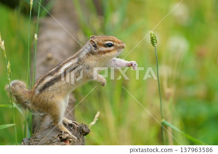 花栗鼠伸出爪子；小動物在自然環境中站立 137963586