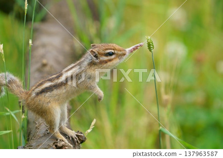 一隻花栗鼠伸手去夠一穗麥子；這是大自然中充滿挑戰的瞬間。 137963587