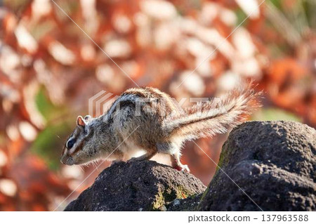 一隻花栗鼠走在岩石上，背景是秋天的落葉：一幅秋季動物景象。 137963588
