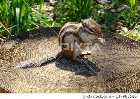 一隻花栗鼠在樹樁上吃東西——大自然中可愛的小動物 137963589