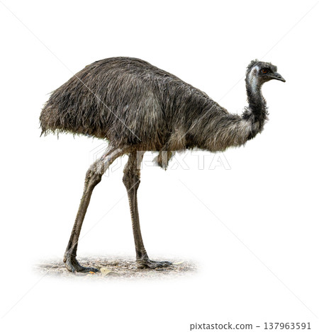 Emu Walking In Side Profile With Long Legs And Shaggy Feathers Isolated On White Background Showing Unique Bird Form Emu Walking In Side Profile With Long Legs And Shaggy Feathers Isolated On White Background Showing Unique Bird Form 137963591
