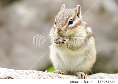 A chipmunk eating seeds: A cute little animal seen from the front. A chipmunk eating seeds: A cute little animal seen from the front. 137963888