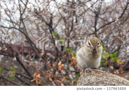 A chipmunk eating seeds with cherry blossoms in the background - a cute little animal of spring. A chipmunk eating seeds with cherry blossoms in the background - a cute little animal of spring. 137963889