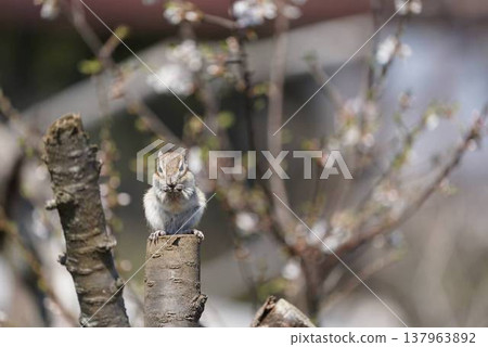 一隻花栗鼠在樹枝上吃東西；春日自然風光，背景虛化。 137963892