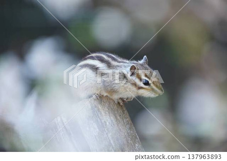 A chipmunk leaning out from a branch, with a soft background blur. 137963893