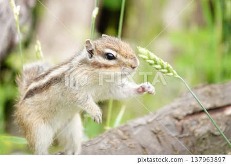 A chipmunk reaches out to the ear of grain; a moment of challenge in nature. A chipmunk reaches out to the ear of grain; a moment of challenge in nature. 137963897