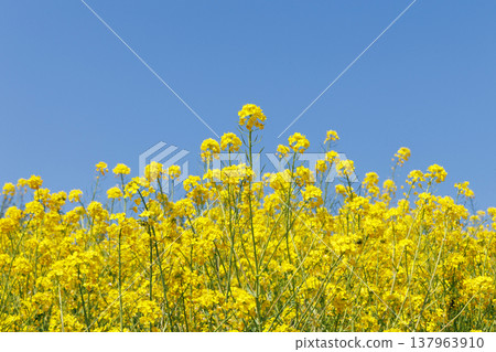 Rape blossoms and blue sky Rape blossoms and blue sky 137963910