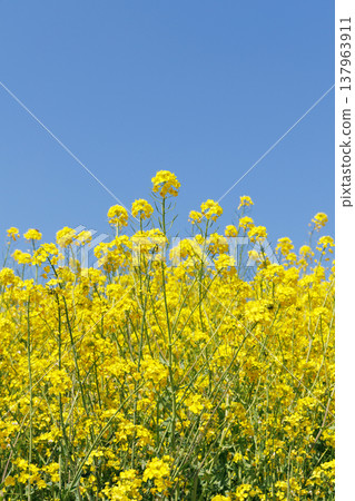 Rape blossoms and blue sky Rape blossoms and blue sky 137963911