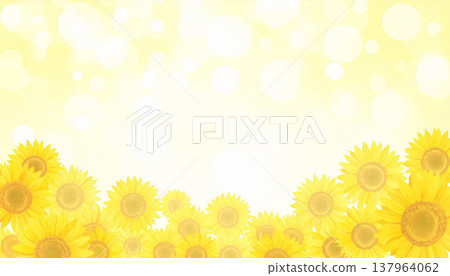sunflower sunflower 137964062