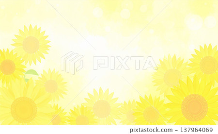 sunflower sunflower 137964069