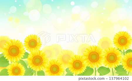 sunflower	 137964102