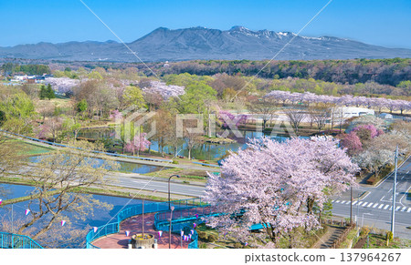 Nasushiobara City, Tochigi Prefecture: Nasushiobara in springtime, with cherry blossoms in full bloom and Mount Nasu. 137964267