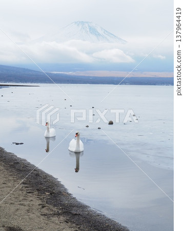 At Mount Fuji and Shiratori Yamanakako 137964419