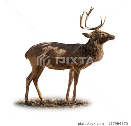 Eld's Deer male standing in profile, displaying sweeping antlers, lean body, and earthy brown coat on a clean light background 137964570