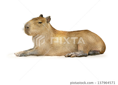 Capybara resting calmly in a side profile, showing coarse brown fur, relaxed posture, and gentle expression on a clean light background 137964571