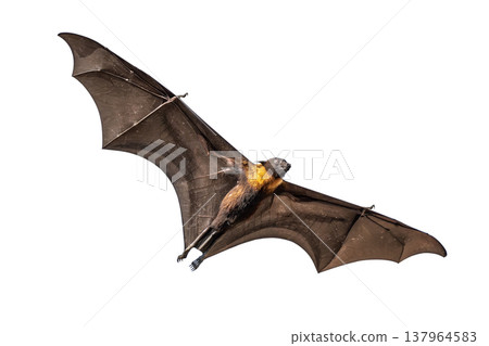 Flying Fox bat gliding with wide outstretched wings, showing dark membranes and golden neck fur against a clean white background 137964583