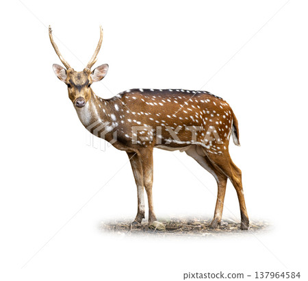 Spotted Deer male standing tall, displaying elegant antlers, white spotted coat, and alert gaze in a clear side profile on a light background 137964584