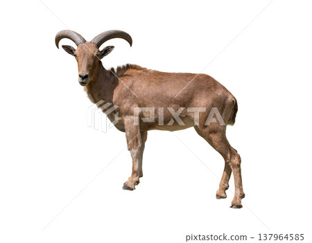 Barbary Sheep standing proudly with its curved horns, showcasing the strength and elegance of a wild mountain dweller. 137964585