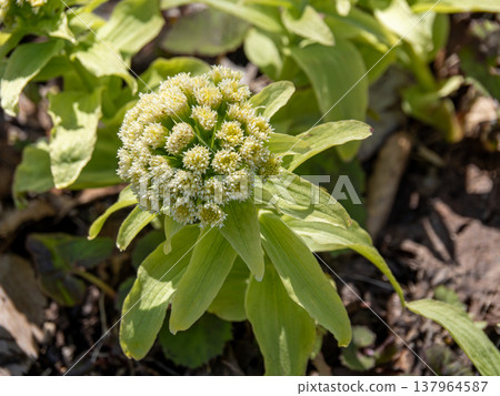 Butterbur in bloom 137964587