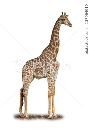 Majestic Giraffe standing tall with its long neck and patterned coat against a white background Majestic Giraffe standing tall with its long neck and patterned coat against a white background 137964610