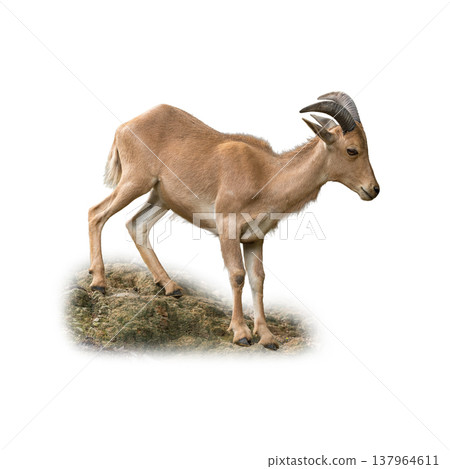 Barbary Sheep standing on rocky terrain with strong curved horns and sturdy build Barbary Sheep standing on rocky terrain with strong curved horns and sturdy build 137964611