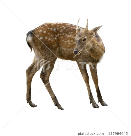Spotted Deer standing in profile, showing brown coat with white spots, slender legs, and small antlers against a clean white background Spotted Deer standing in profile, showing brown coat with white spots, slender legs, and small antlers against a clean white background 137964645
