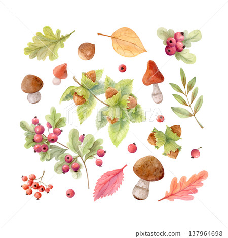 Forest watercolor botanical clipart set with mushrooms, berries, autumn leaves and nuts. Fall woodland illustration collection Forest watercolor botanical clipart set with mushrooms, berries, autumn leaves and nuts. Fall woodland illustration collection 137964698