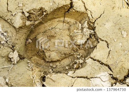 Horse hoof footprint in the ground Horse hoof footprint in the ground 137964730