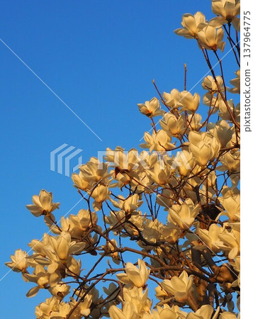 Hakumokuren shining in the blue sky 137964775