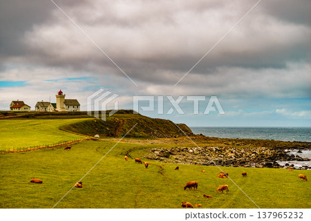 Cows on pasture at Obrestad lighthouse, Norway. 137965232