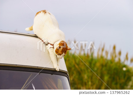 Cat on roof of rv camper car Cat on roof of rv camper car 137965262