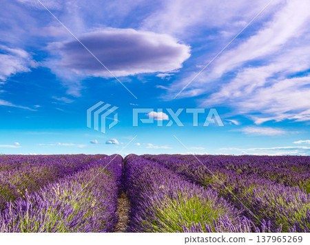 Lavender flowers on field and clouds on sky 137965269