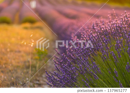 Lavender field at sunset light Lavender field at sunset light 137965277