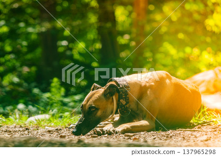 Dog greyhound is resting outdoors. Spanish galgo. Dog greyhound is resting outdoors. Spanish galgo. 137965298