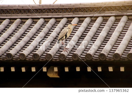 京都府京都市下京區常磐町，東本願寺土牆上的大藍鷺（白鷺鷥），2022年2月。 137965362