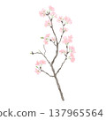 Watercolor-style illustration of cherry tree branches and flowers 137965564