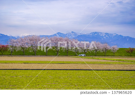 An open-top car travels along a spring embankment road with cherry blossom trees in full bloom and snow-capped mountains in the background. An open-top car travels along a spring embankment road with cherry blossom trees in full bloom and snow-capped mountains in the background. 137965620