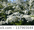Spring Yukiyanagi 137965644