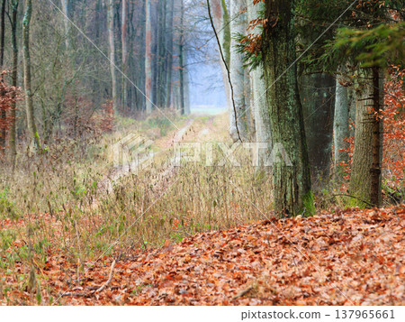 country road in the forest on misty day country road in the forest on misty day 137965661