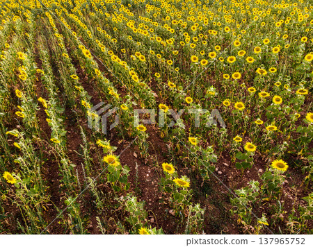 Field of blooming sunflowers, Provence France. Aerial view Field of blooming sunflowers, Provence France. Aerial view 137965752