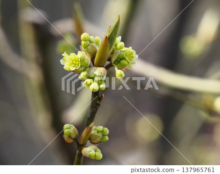 Flowering of Kuro-moji Flowering of Kuro-moji 137965761